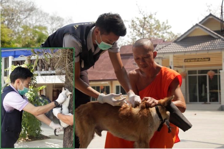 ระดมฉีดวัคซีนหมาแมวป้องกันโรคพิษสุนัข - เทคโนโลยีชาวบ้าน