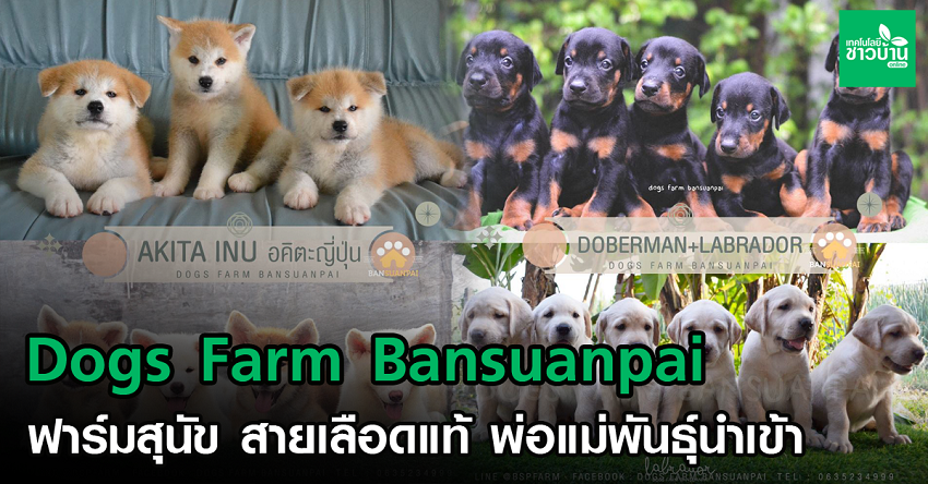 Dogs Farm Bansuanpai ฟาร์มสุนัข สายเลือดแท้ พ่อแม่พันธุ์นำเข้า -  เทคโนโลยีชาวบ้าน