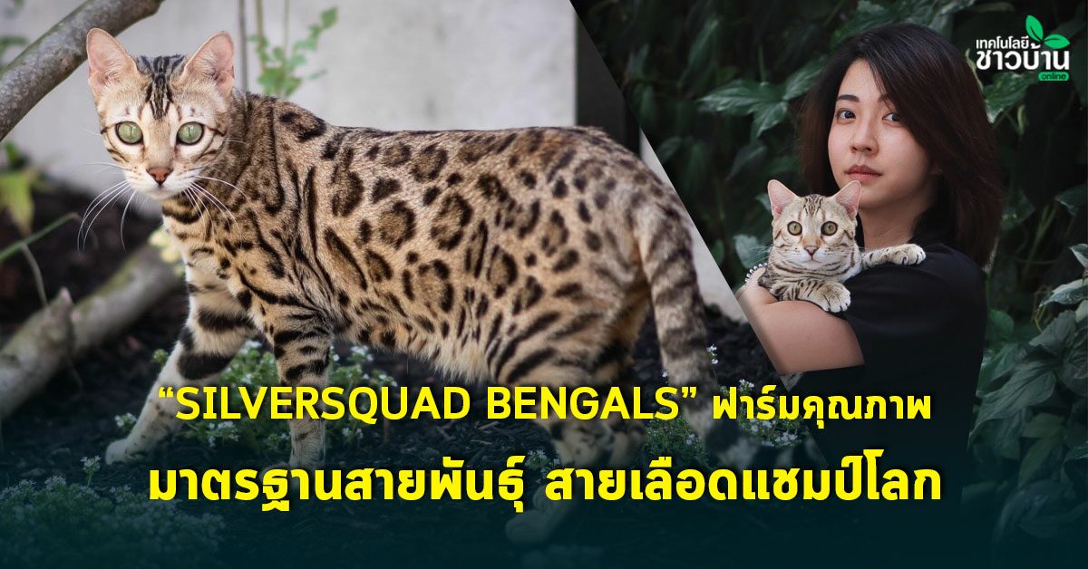 Silversquad Bengals” ฟาร์มคุณภาพ มาตรฐานสายพันธุ์ สายเลือดแชมป์โลก -  เทคโนโลยีชาวบ้าน